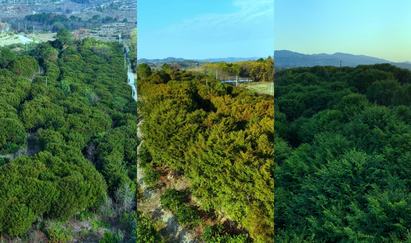 树干岁月感(20)