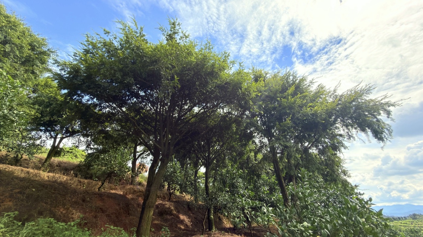 基地航拍全貌(25)