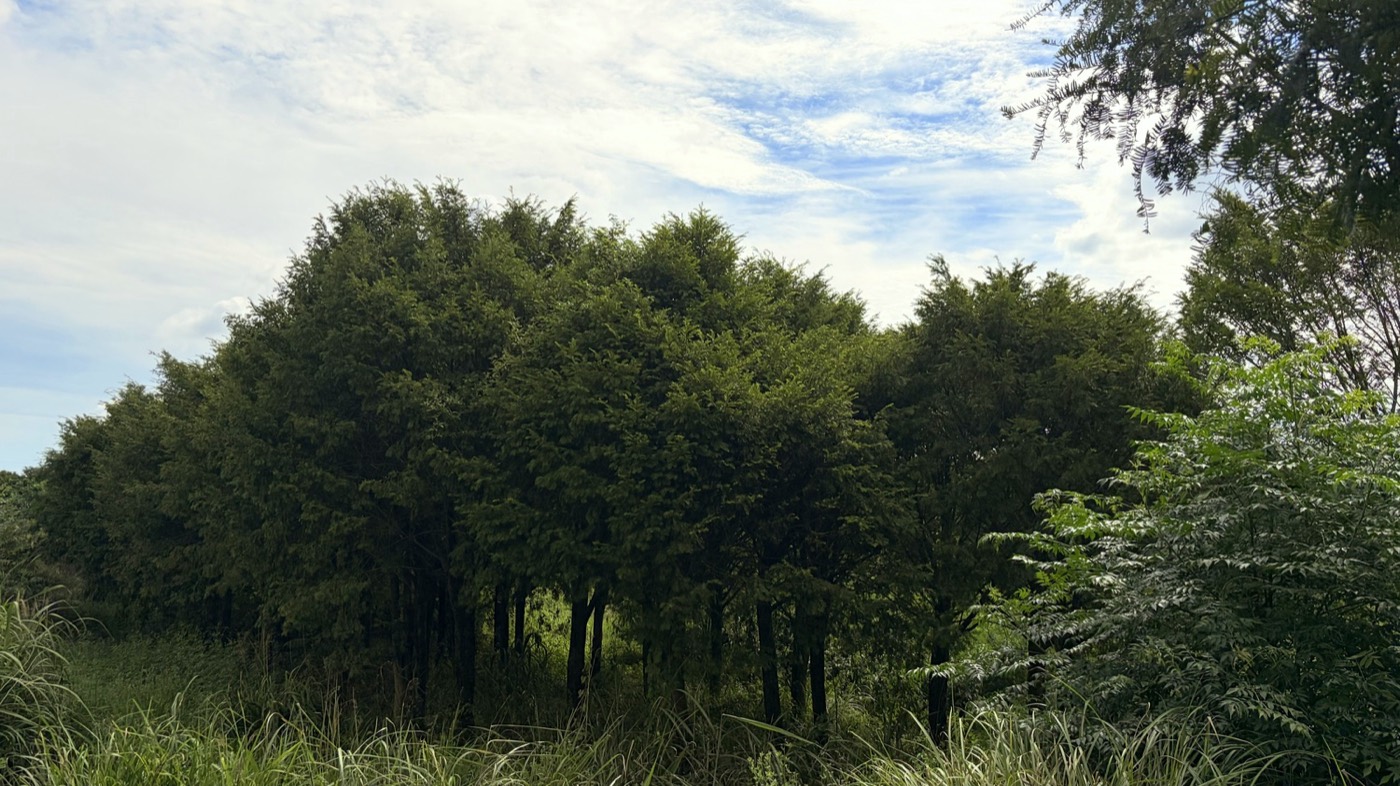 树干岁月感(32)