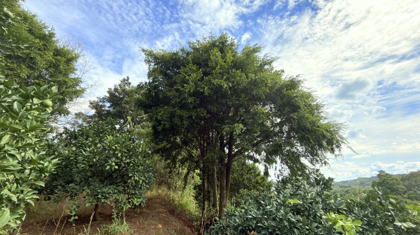 红果亮光(33)